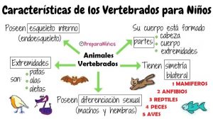 Animales vertebrados y sus Características para niños de primaria