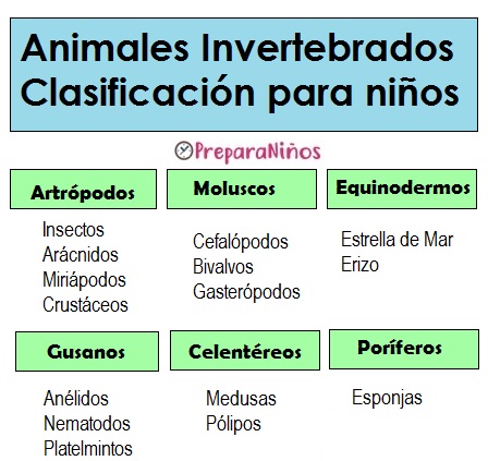 Animales Invertebrados para Niños de Primaria