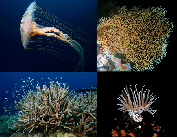 Animales Invertebrados: Cnidarios. (medusa, gorgona, coral, anémona)
