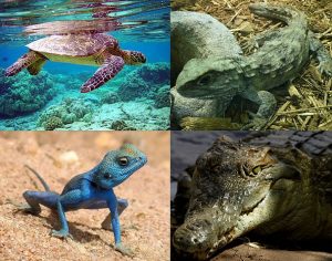 Animales Vertebrados para niños: Reptiles características