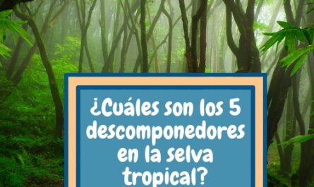 ¿Cuáles son los 5 descomponedores en la selva tropical?
