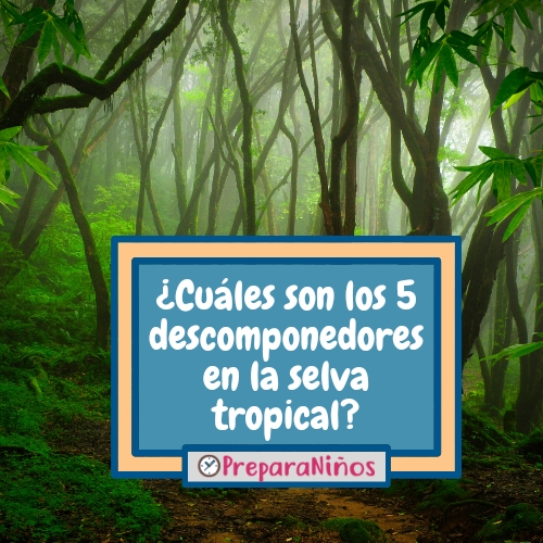 ¿Cuáles son los 5 descomponedores en la selva tropical? 